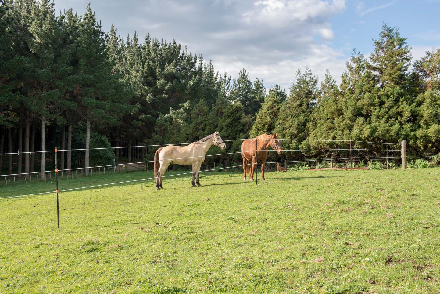 geleider kiezen paardenweide
